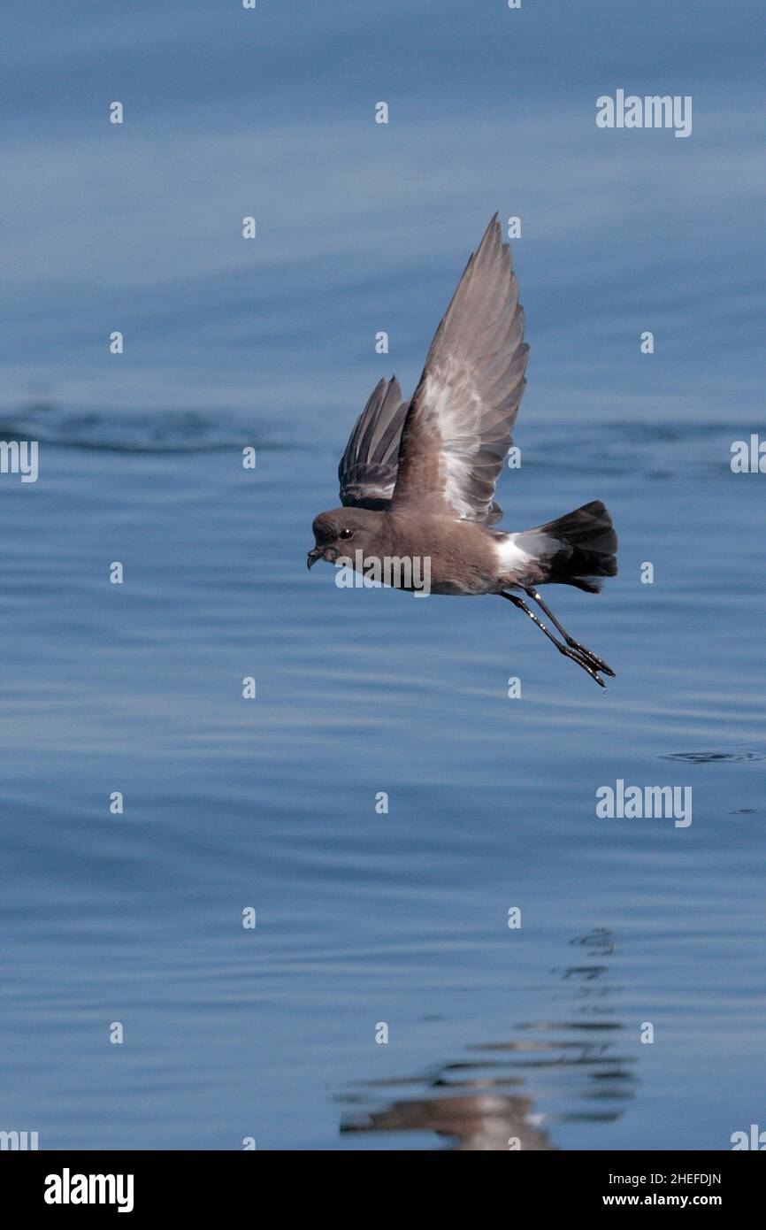 Pincoya Storm-Petrel (Oceanites pincoyae), uccello singolo in volo sulla superficie del mare blu, Golfo di Ancud, Cile meridionale 23rd febbraio 2020 Foto Stock
