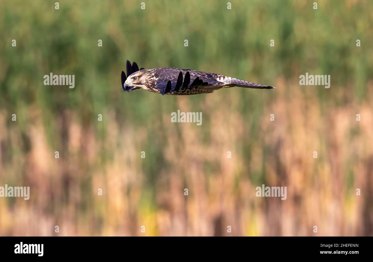 Primo piano di un Hawk Juvenile di Swainson, elegante e slanciato in volo, guardando verso il basso su un Habitat Wetland. Foto Stock