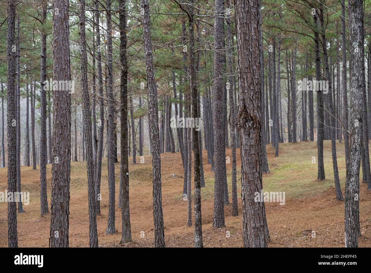 Pineta con sottobosco a Phenix City, Alabama. (USA) Foto Stock