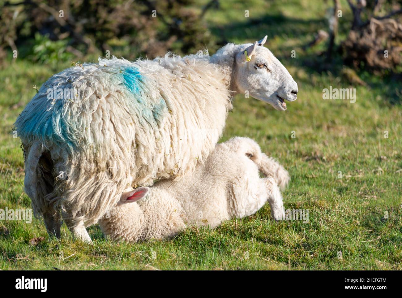 Una pecora dà il latte alla sua prole di agnello succhiante, subito dopo l'alba, in un prato erboso lussureggiante in estate sulle pendici di Malvern Hills. Foto Stock
