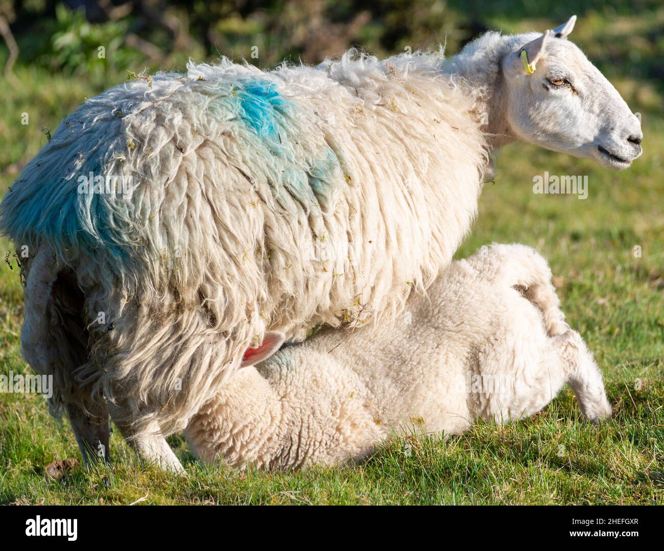 Una pecora dà il latte alla sua prole di agnello succhiante, subito dopo l'alba, in un prato erboso lussureggiante in estate sulle pendici di Malvern Hills. Foto Stock