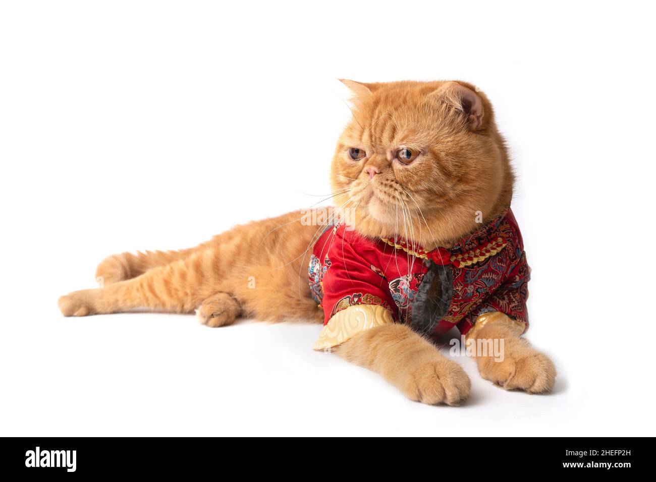 Studio girato di gatto scozzese fold indossando abito cinese adagiare sul pavimento. Foto Stock