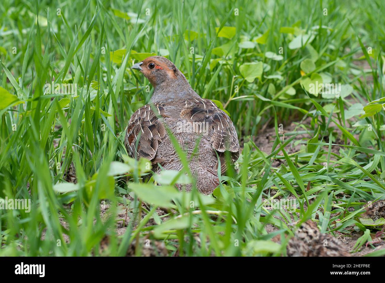 Pulcini di pernice ungheresi Foto Stock