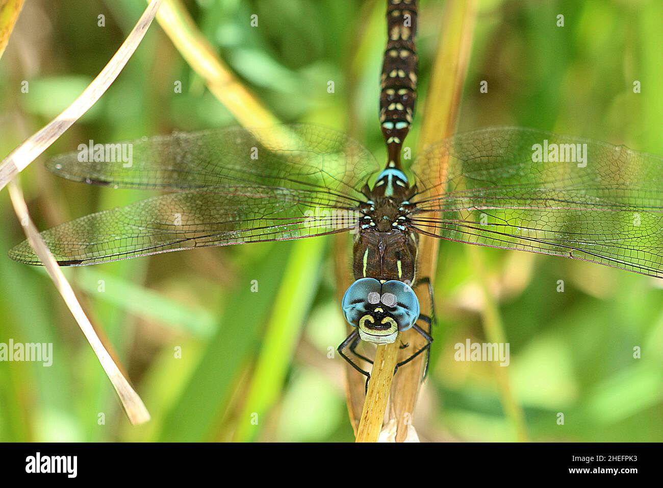Libellula blu (Advertsaescha brevistyla) sul gambo di erba Foto Stock