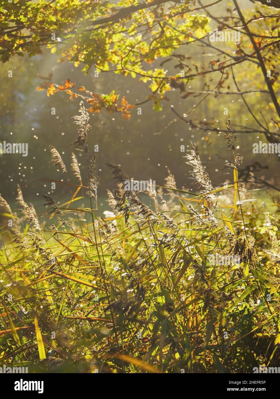 Erba selvaggia di piuma nel bosco d'autunno Foto Stock