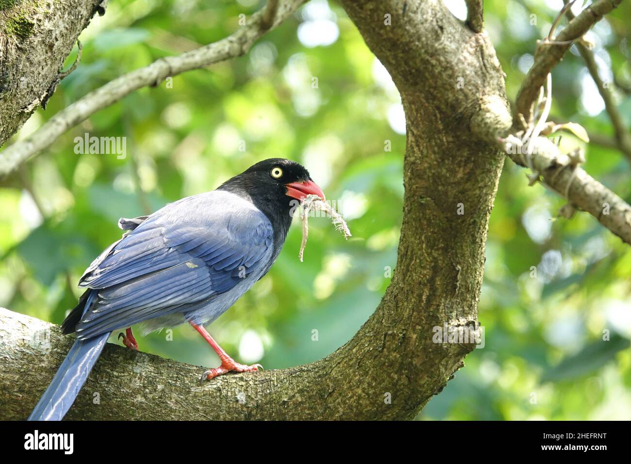 Taiwanese blue magpie (臺灣藍鵲), detto anche taiwanese magpie o formosan blue magpie, è una specie endemica di uccelli di Taiwan. Foto Stock