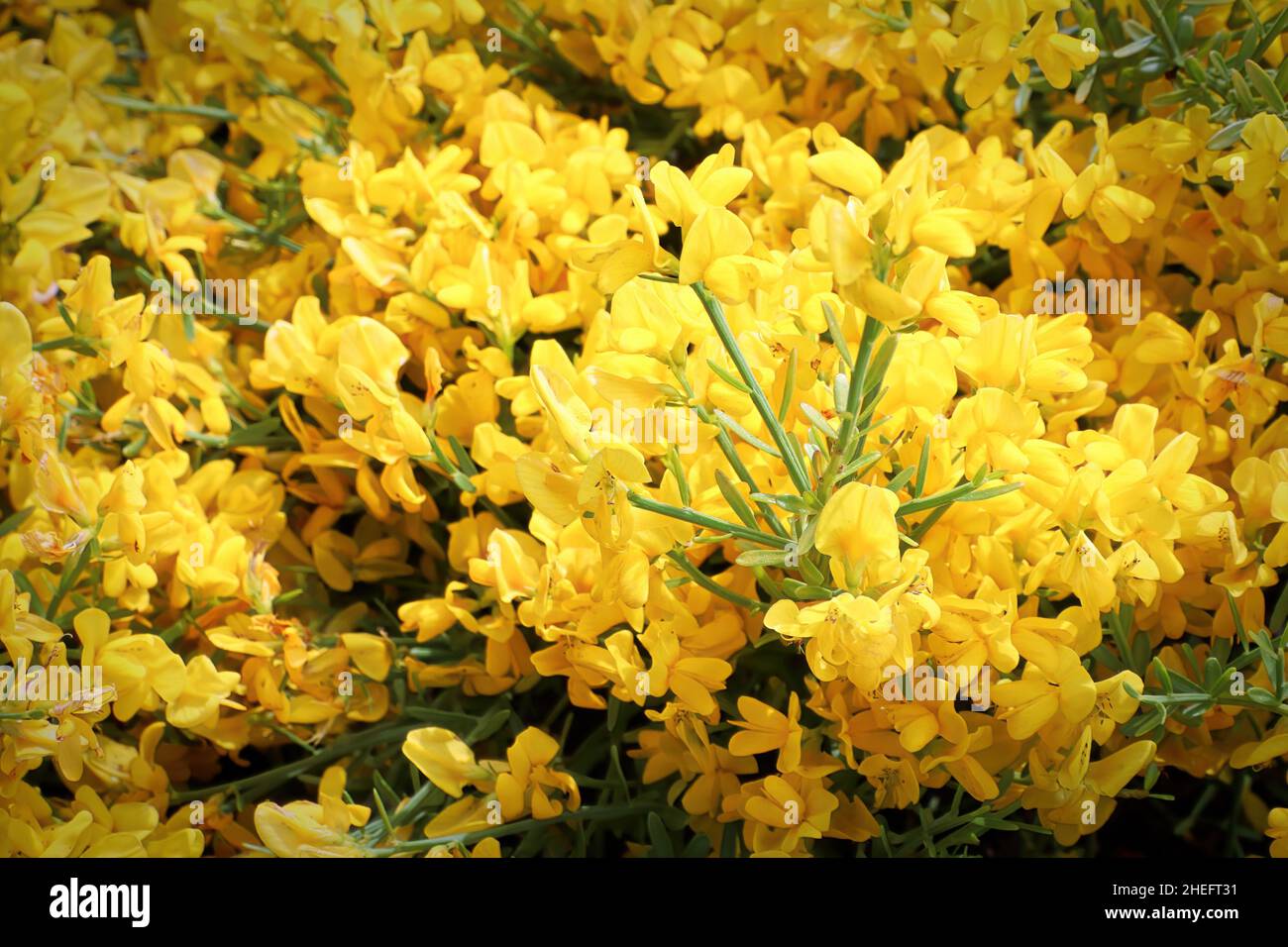 Primo piano di fiori dorati su un arbusto di Lydia Foto Stock