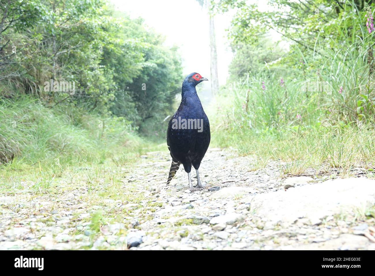 Fagiano Mikado, maschio. Il fagiano Mikado è una specie endemica di Taiwan, spesso presente nelle regioni montagnose del centro di Taiwan. Foto Stock