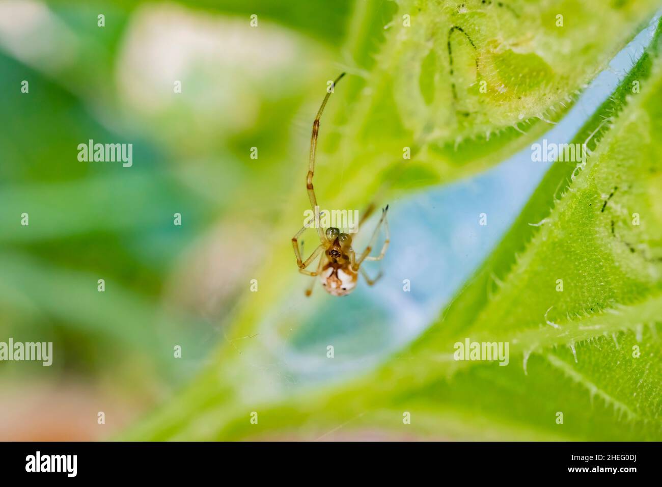 Primo piano di un ragno di Linyphia a Los Angeles, California Foto Stock