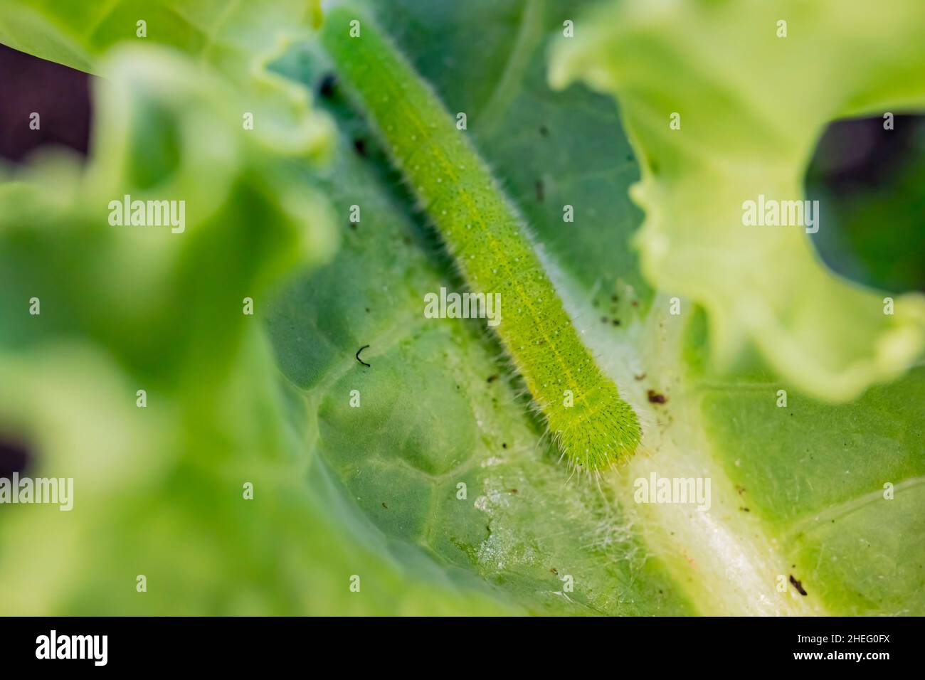 Primo piano di un grande bruco su foglia di kale a Los Angeles Foto Stock