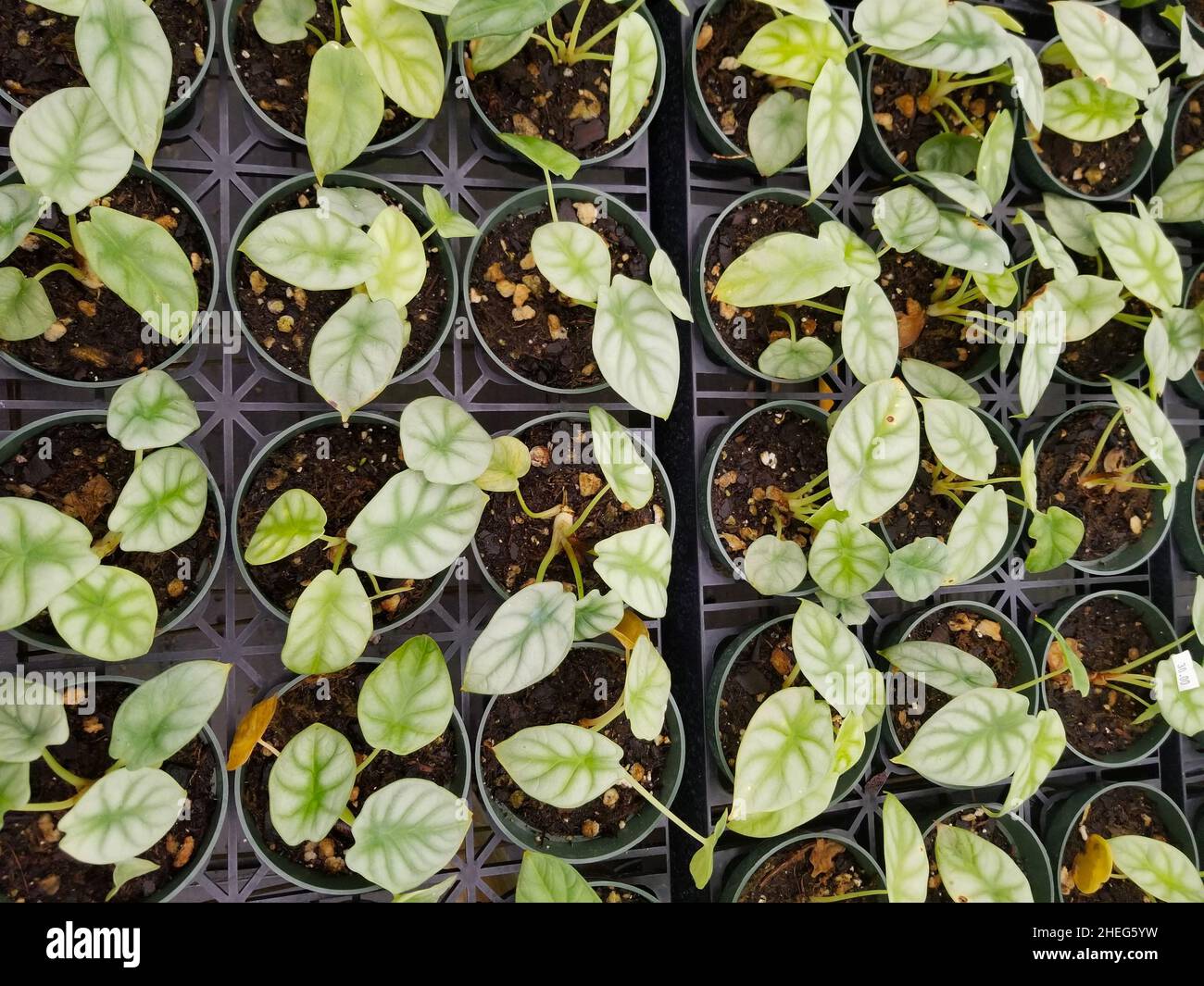 Una diffusione di piante della scala del drago di Alocasia Foto Stock