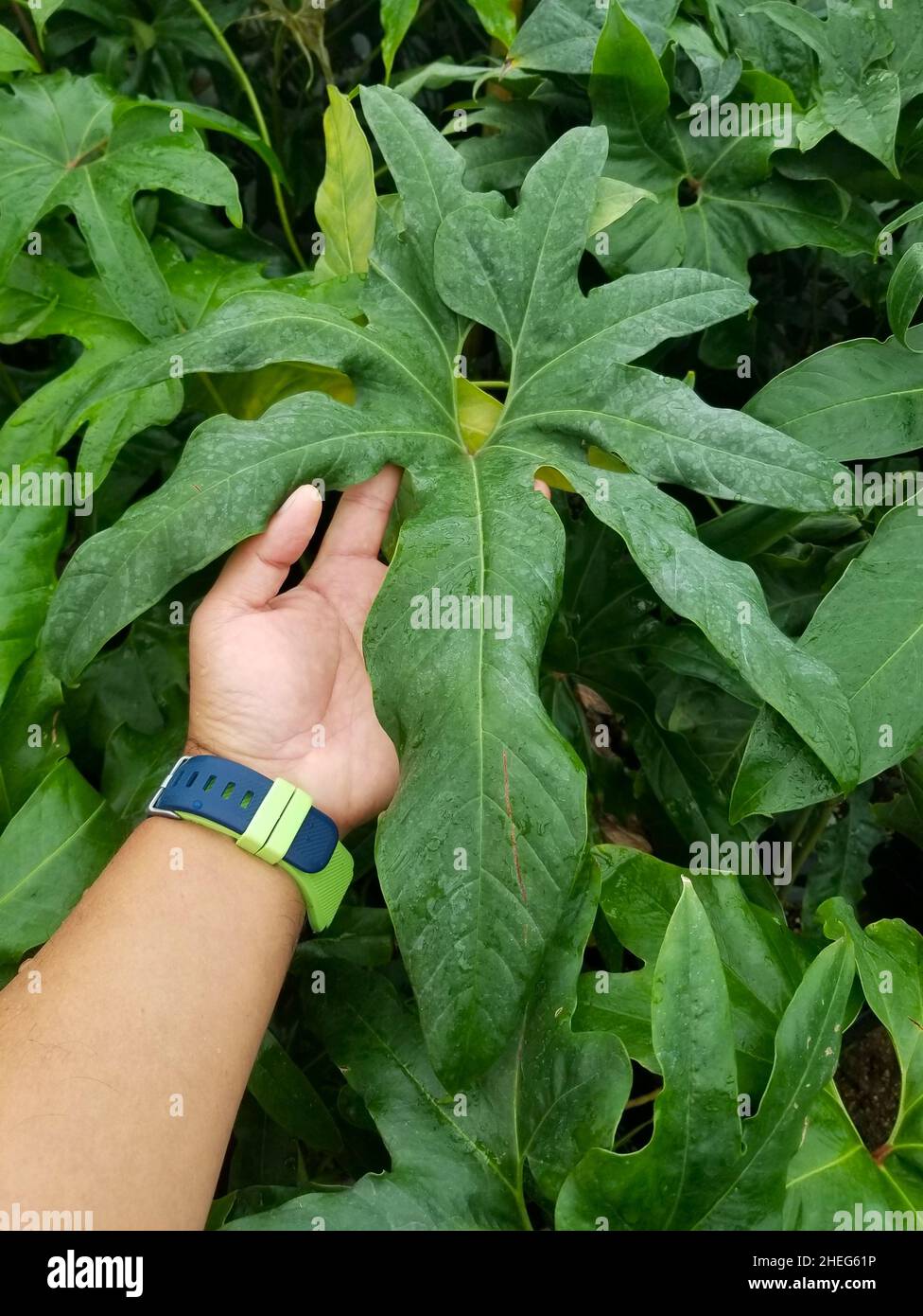 Bella foglia verde a forma di stella di Anthurium Pedatum, una popolare casalinga Foto Stock