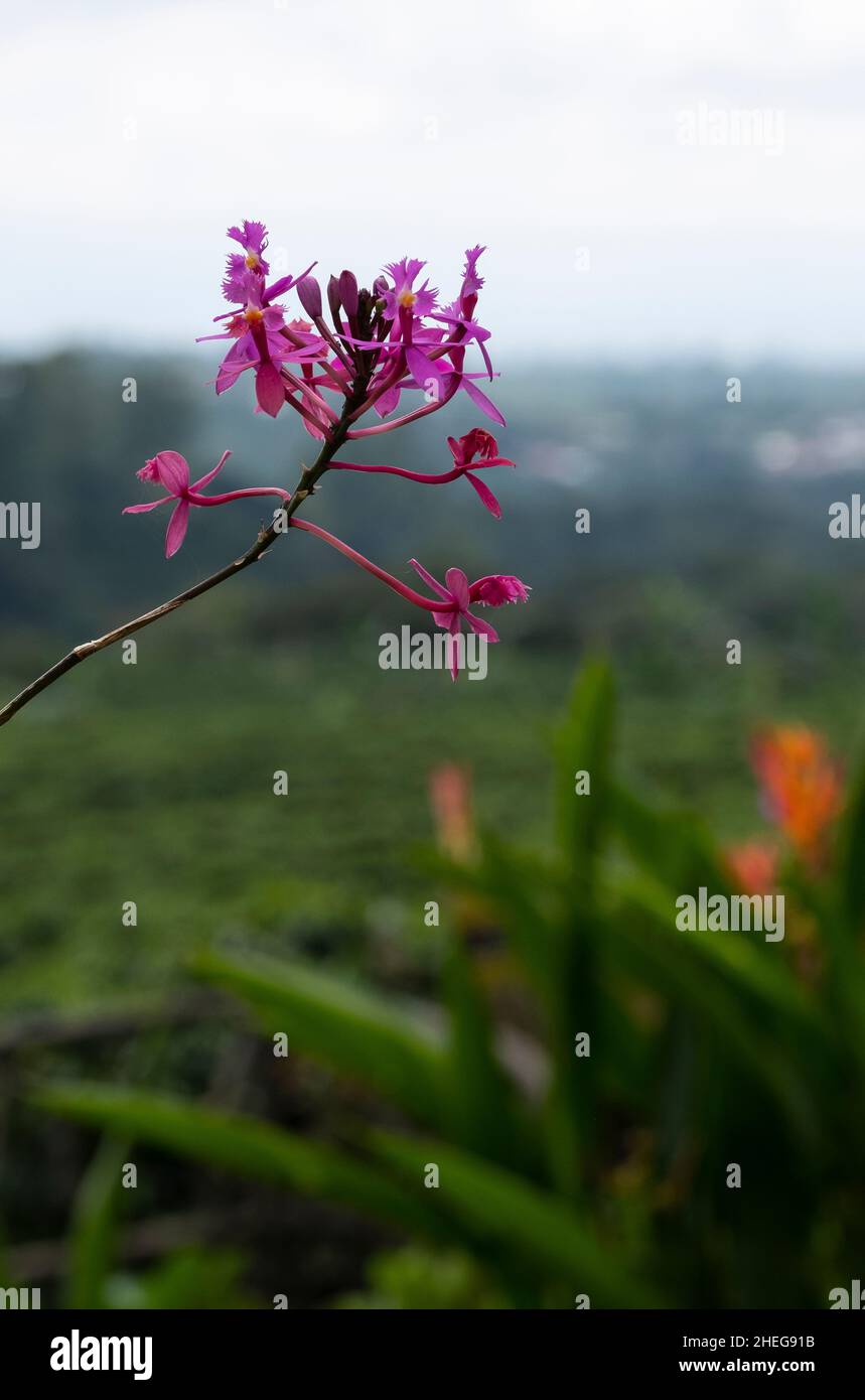 Fiore rosa che domina piantagione di caffè in Costa Rica Foto Stock