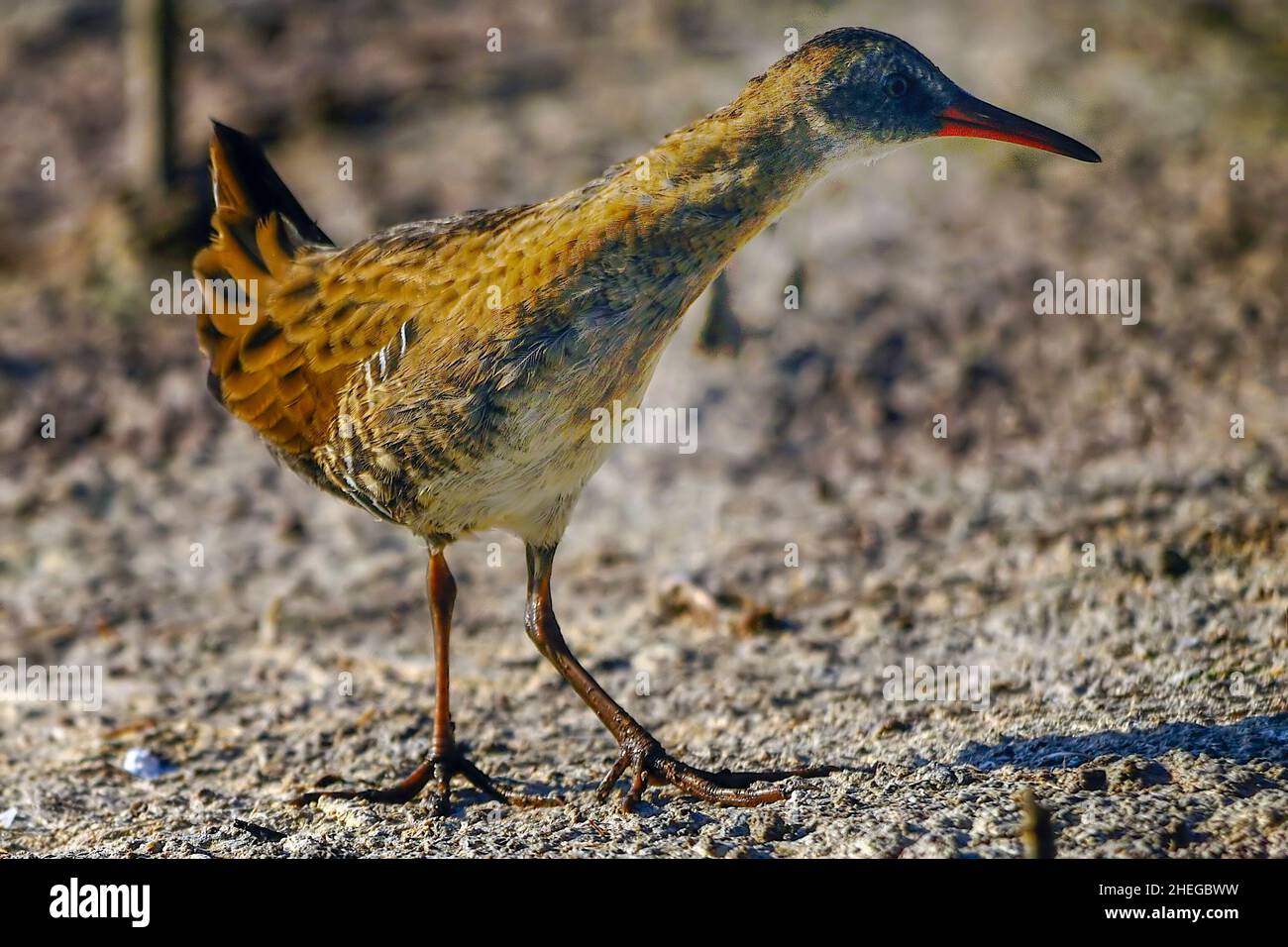 La ferrovia europea o ferrovia comune è una specie di uccelli della famiglia Rallidae. Foto Stock