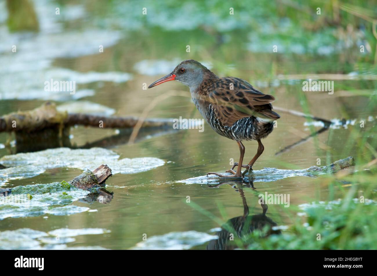 La ferrovia europea o ferrovia comune è una specie di uccelli della famiglia Rallidae. Foto Stock