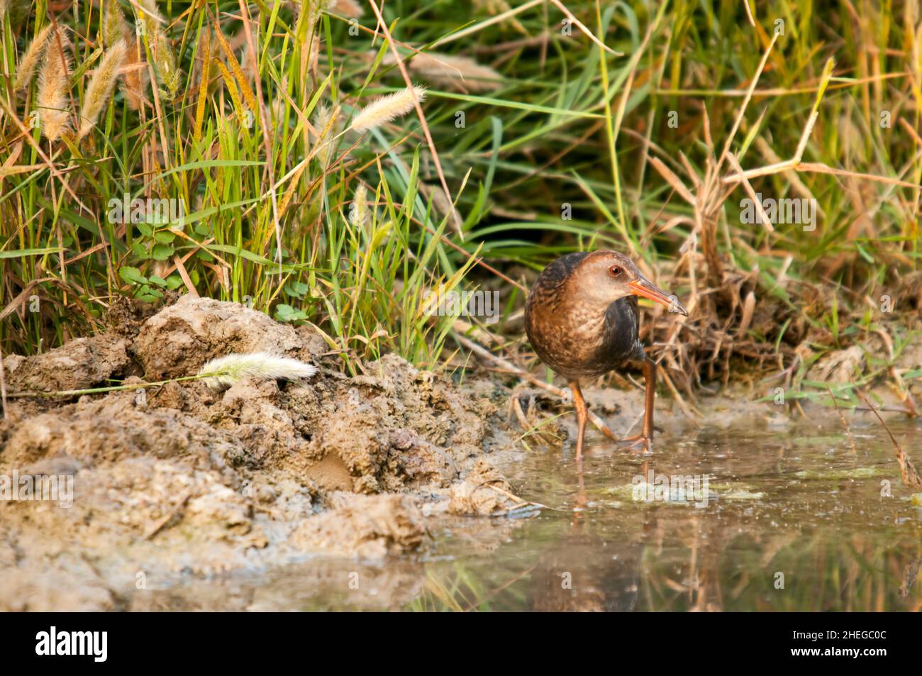La ferrovia europea o ferrovia comune è una specie di uccelli della famiglia Rallidae. Foto Stock