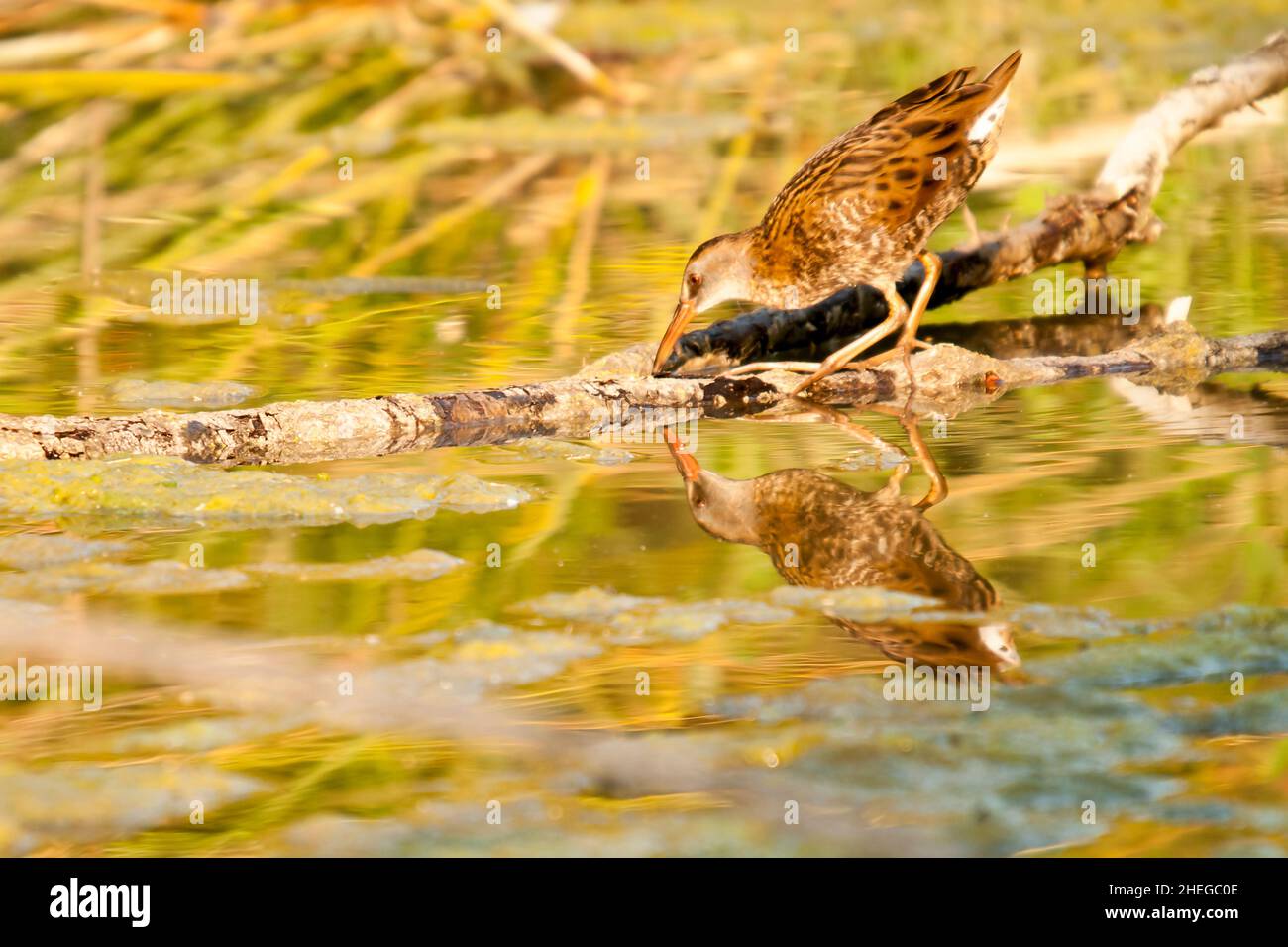 La ferrovia europea o ferrovia comune è una specie di uccelli della famiglia Rallidae. Foto Stock