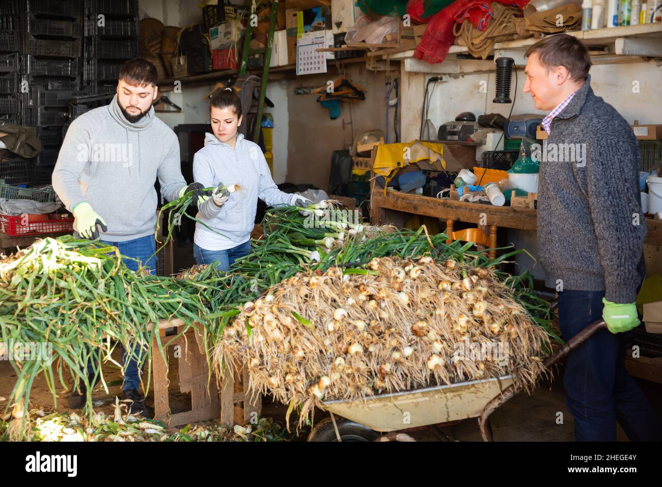 Famiglia adulto che ordina le cipolle verdi raccolte Foto Stock