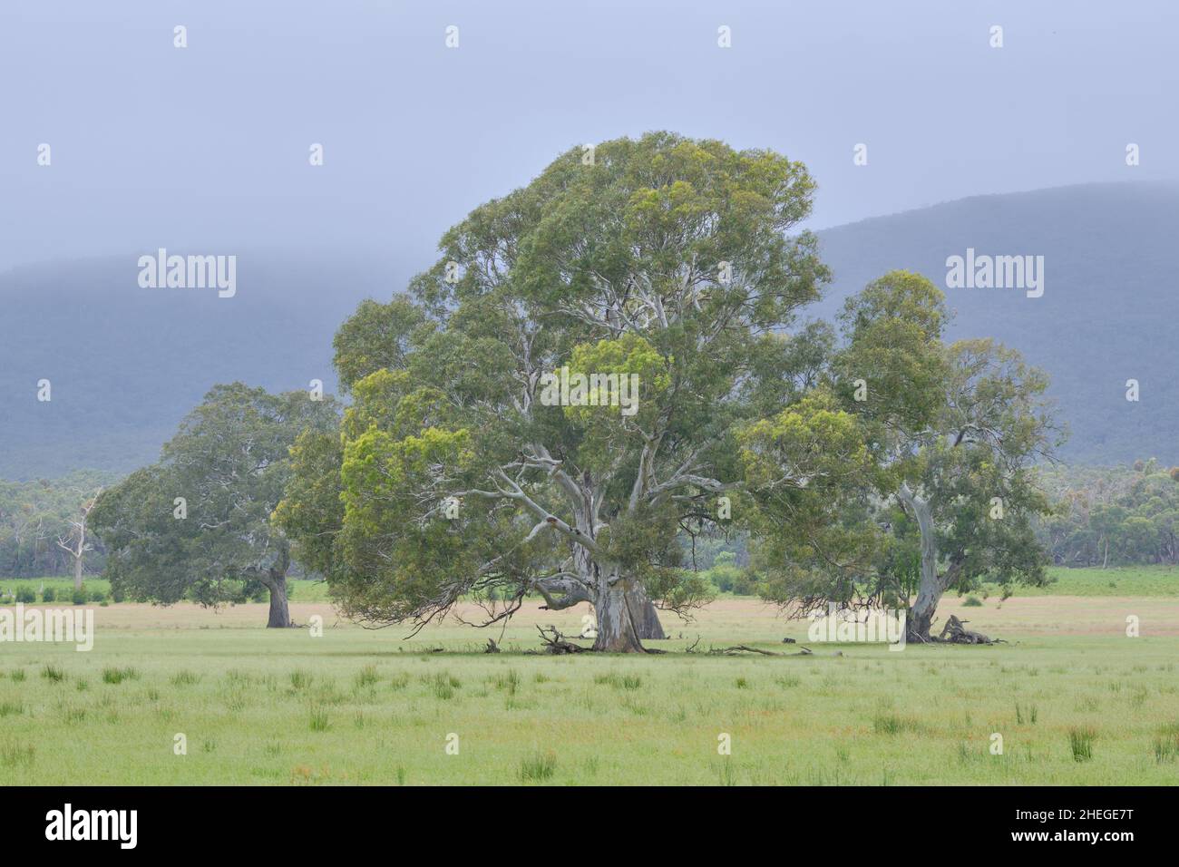 Fiume Red Gums Foto Stock