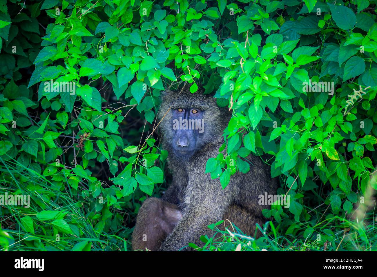 Primo piano ritratto della scimmia Papio anubis nelle foglie verdi della foresta africana, Etiopia Foto Stock