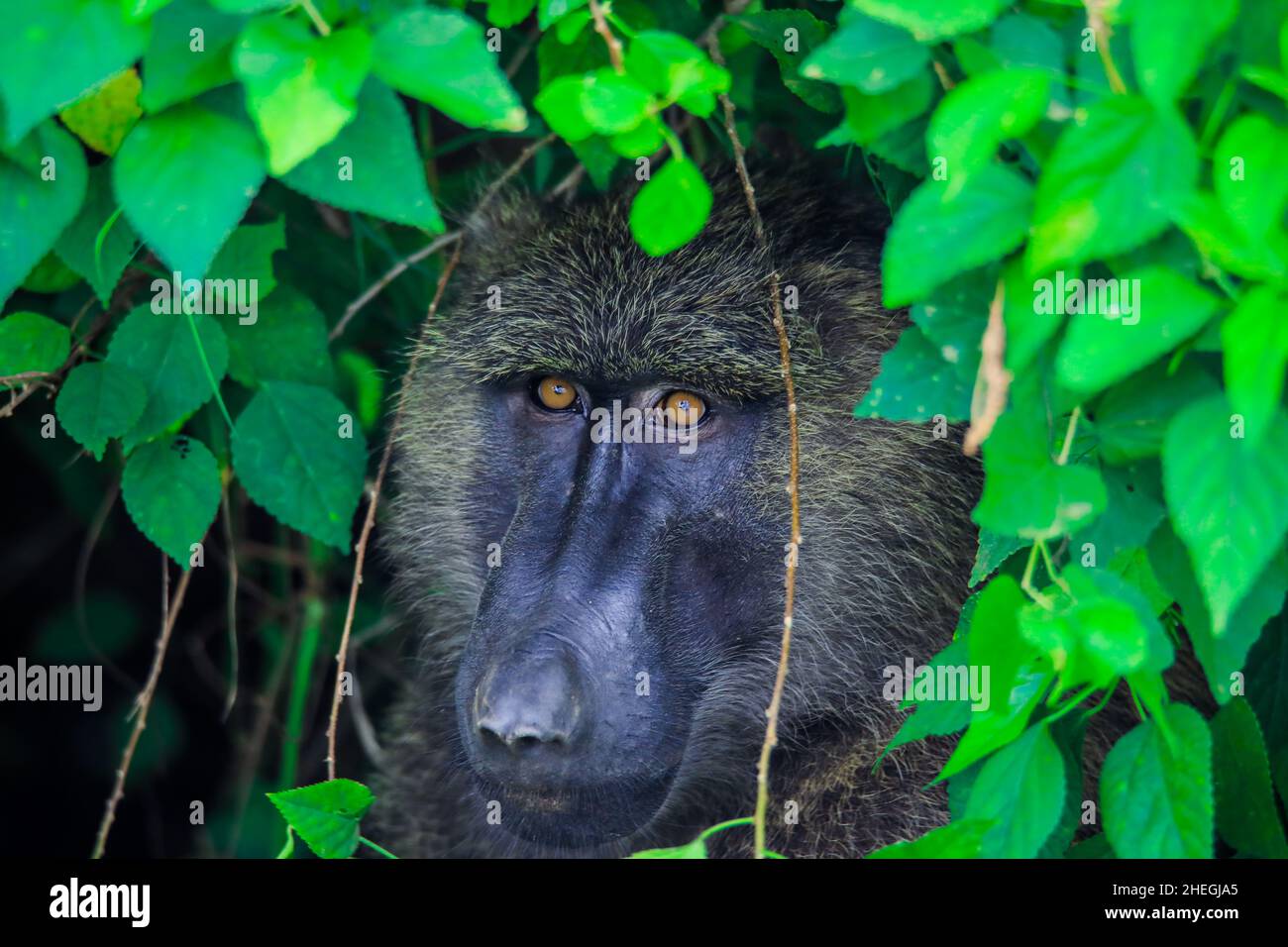 Primo piano ritratto della scimmia Papio anubis nelle foglie verdi della foresta africana, Etiopia Foto Stock