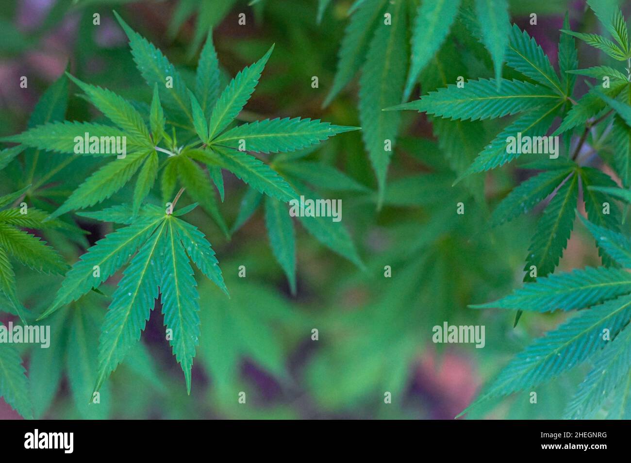 Vista ad alto angolo della pianta di cannabis Foto Stock