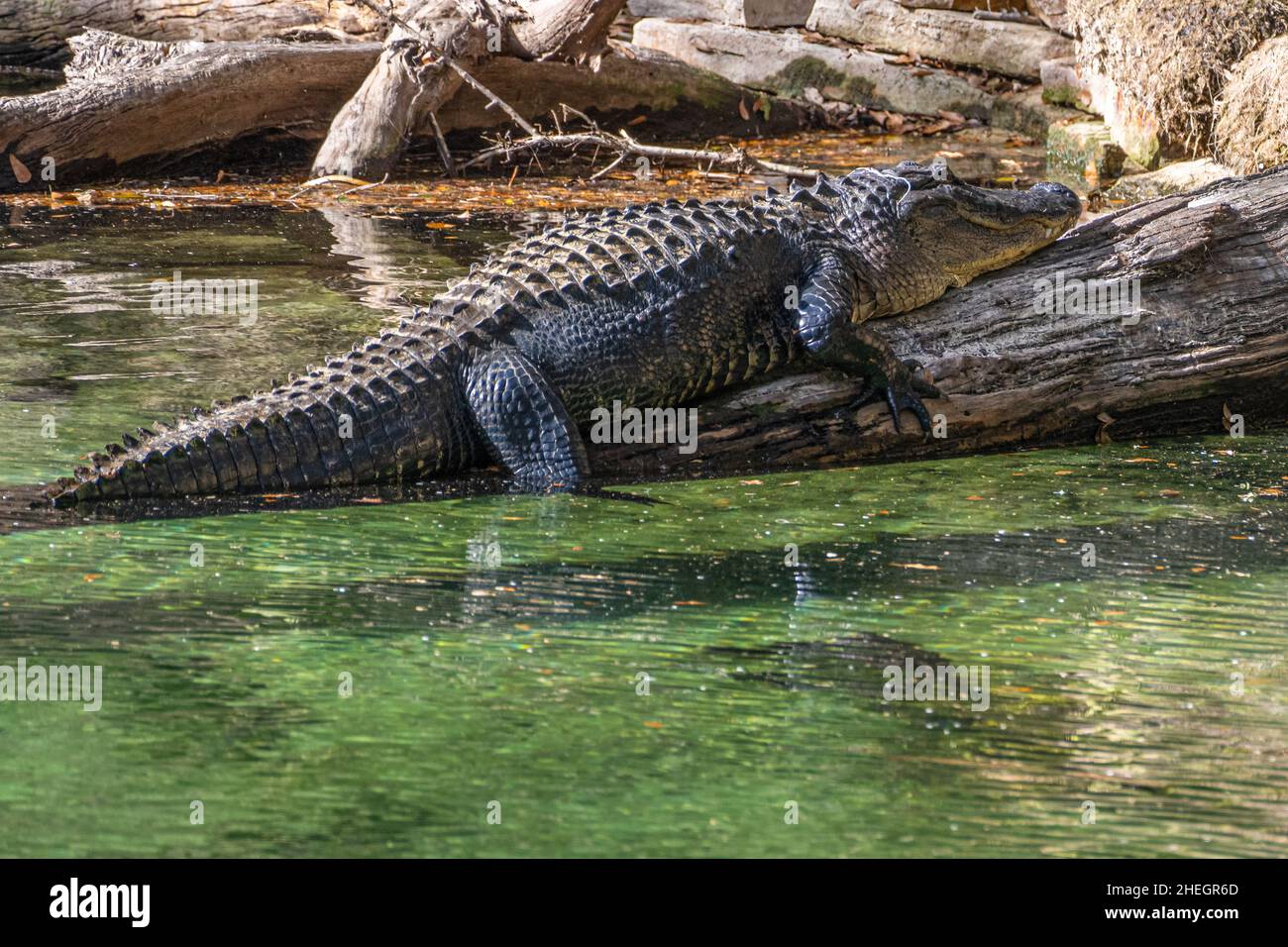 Large American Alligator (Alligator mississippiensis) Sunning on a log in the Blue Spring Run at Blue Spring state Park in Volusia County, Florida. Foto Stock