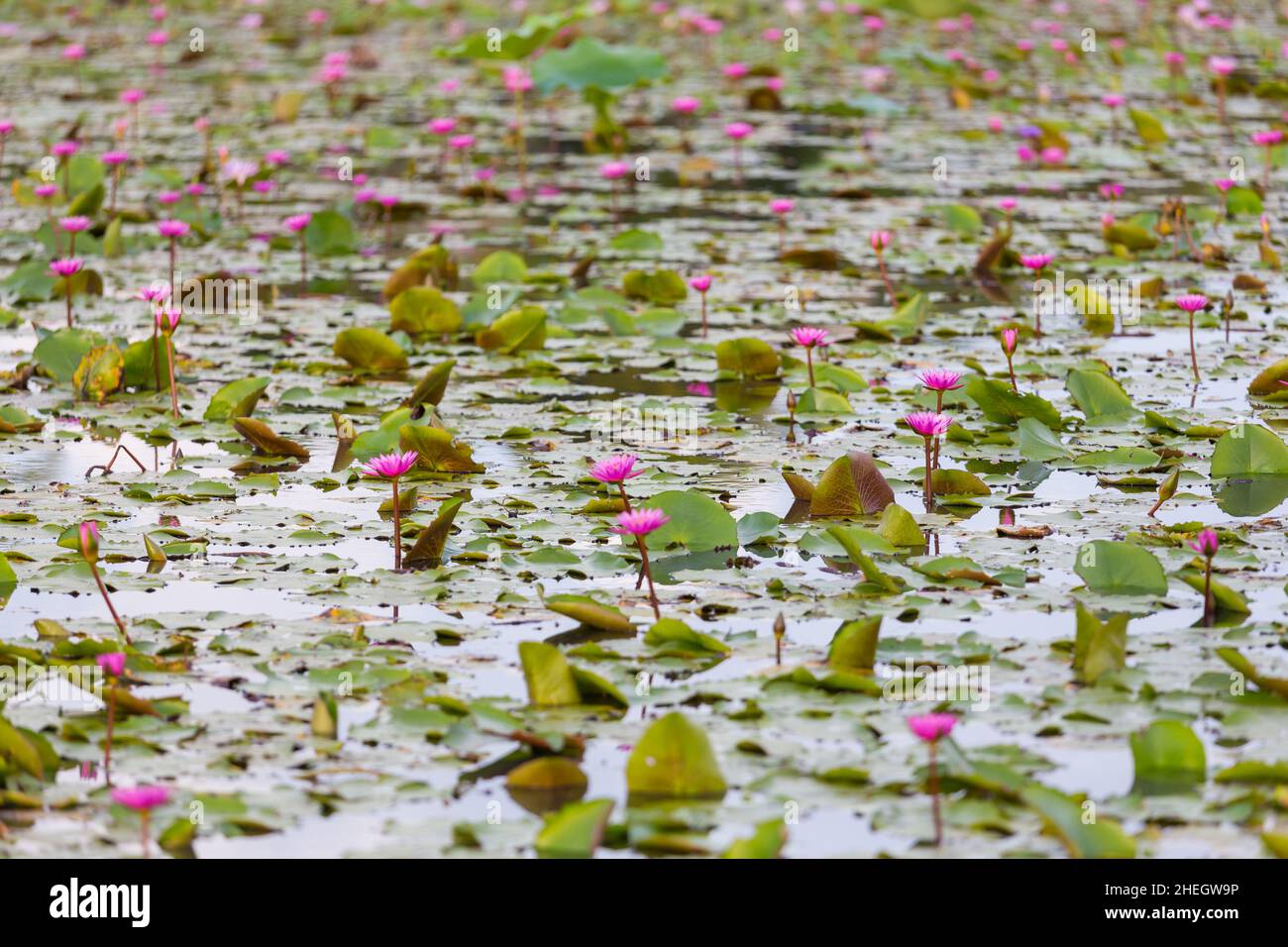 Fiore di loto rosa in fiore, fiore di Lilies acqua fuoco sul centro nello stagno Foto Stock