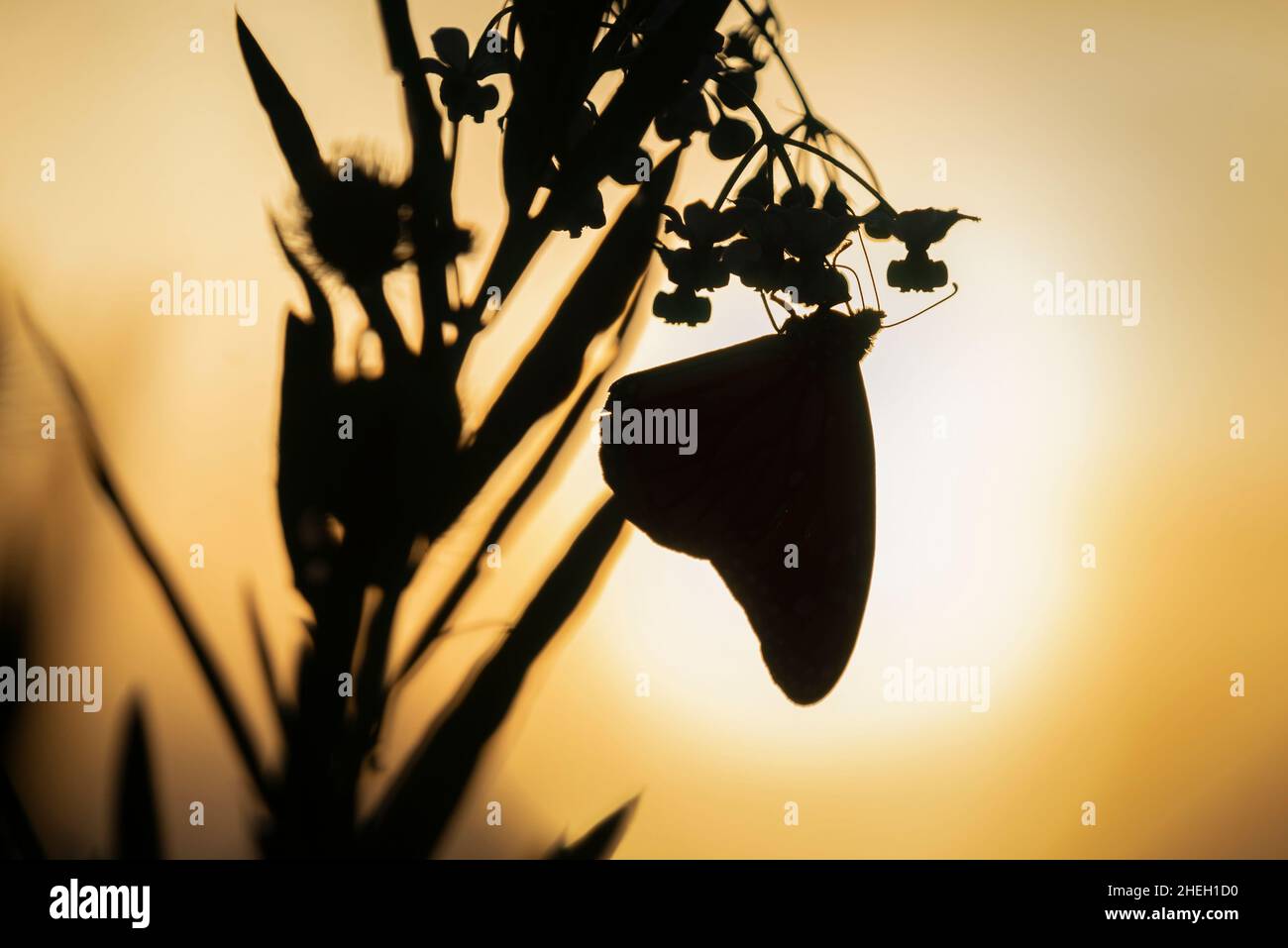 Immagine di silhouette di una farfalla monarca riilluminata dal sole che tramonta, nutrendo fiori di piante di cigno. Foto Stock