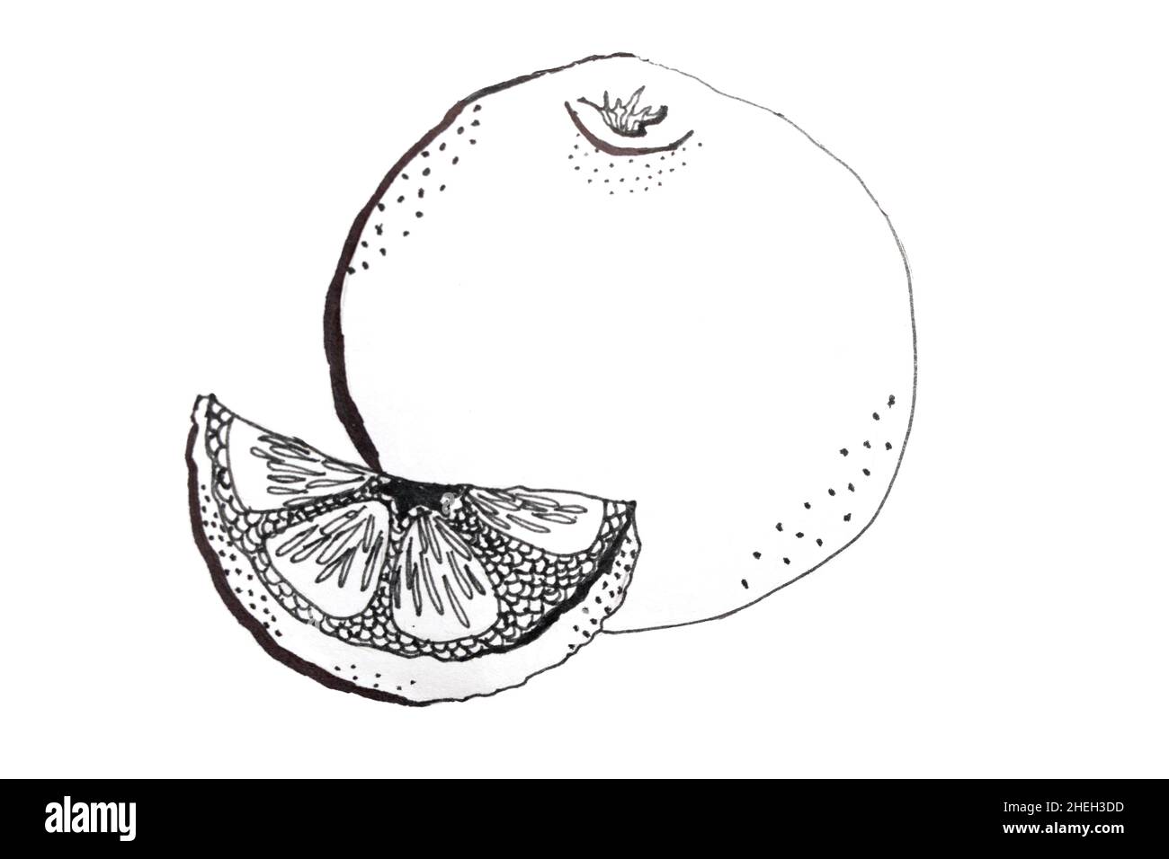 Illustrazione di frutta arancione disegnata a mano isolata su bianco. Stile di disegno lineare nero Foto Stock