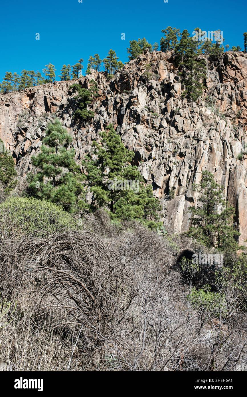 Pareti verticali con pini delle canarie, pinus canariensis vicino a Las Vegas, Tenerife, Isole Canarie, Spagna Foto Stock