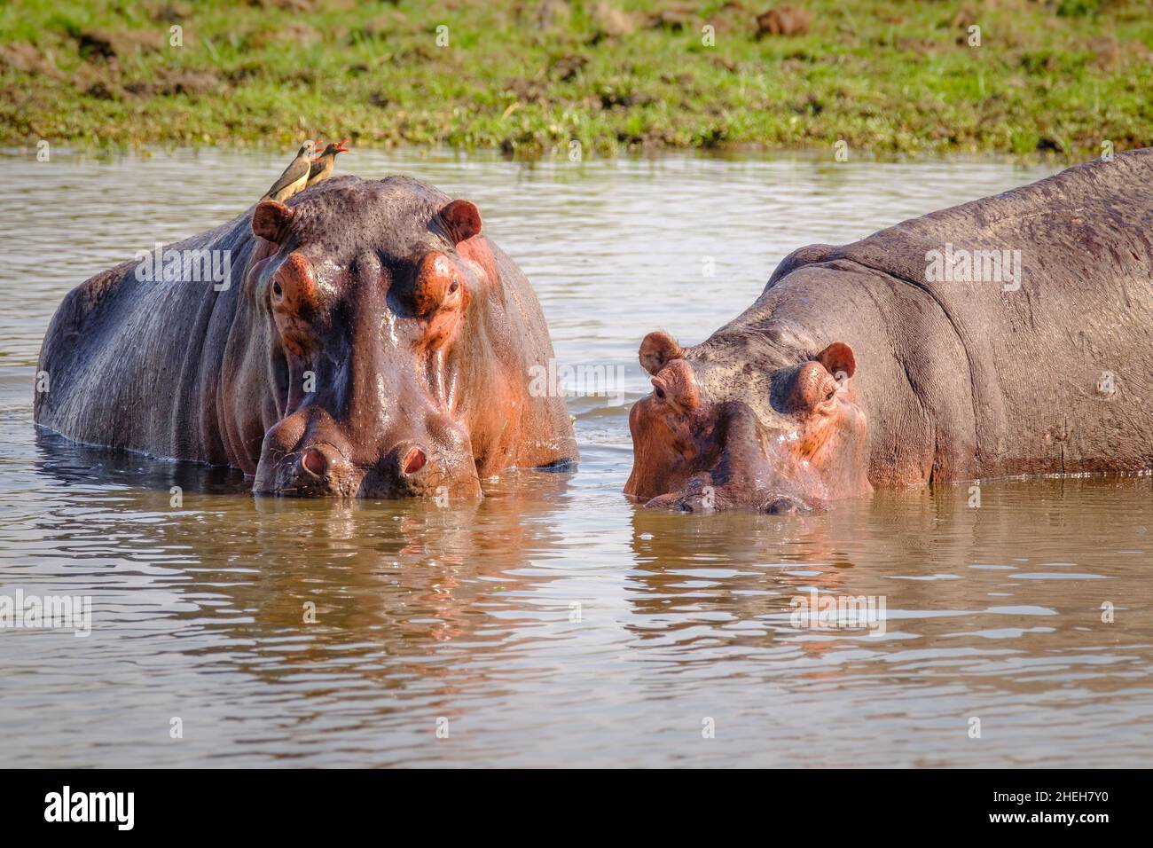 2 Hippos (Hippopotamus anfibio) guardare arrabbiato in fotocamera. Parco Nazionale dello Zambesi inferiore, Zambia, Africa Foto Stock