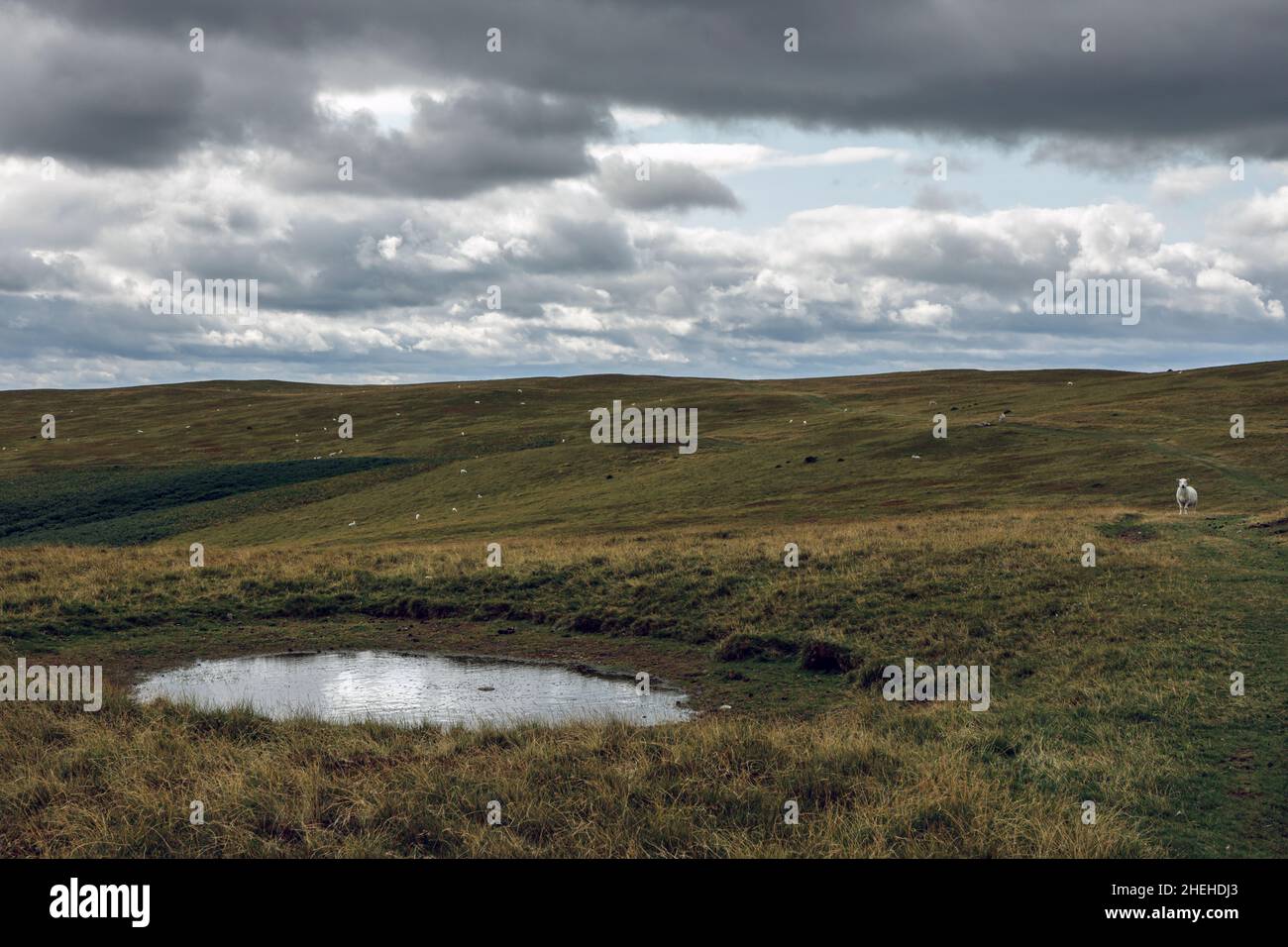 Un laghetto di rugiada e pecore pascolo su Aberedw Hill, vicino a Builth Wells, Powys, Galles Foto Stock