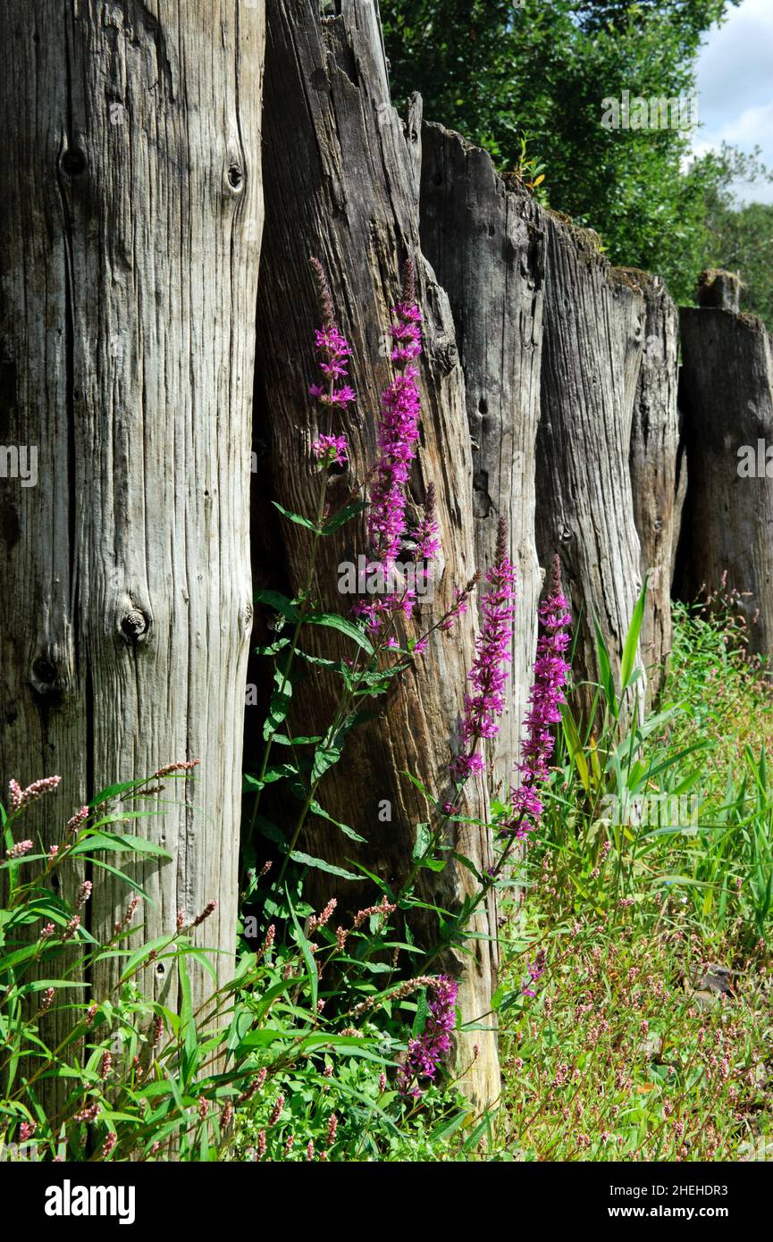 Killykeen Forest Park in estate, Co. Cavan, Irlanda Foto Stock