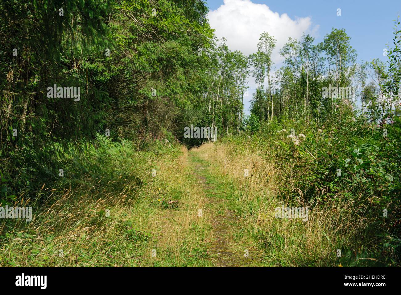 Killykeen Forest Park in estate, Co. Cavan, Irlanda Foto Stock