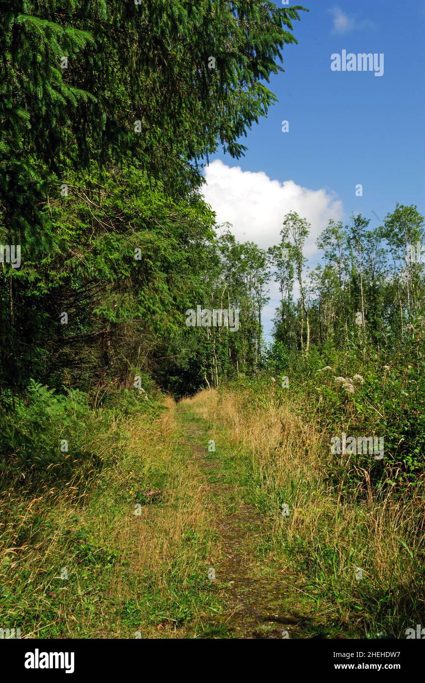 Killykeen Forest Park in estate, Co. Cavan, Irlanda Foto Stock