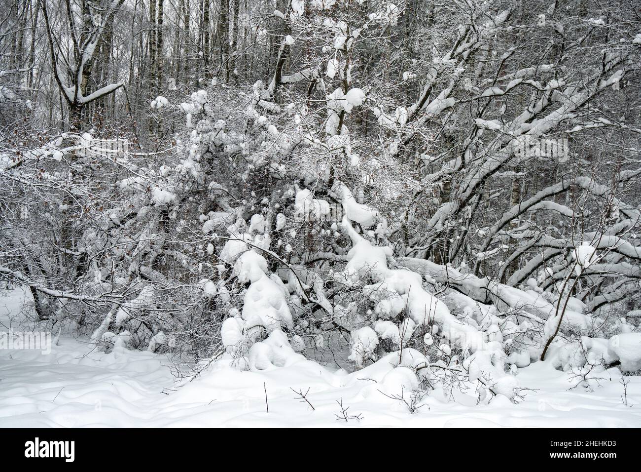 Rami di alberi ricoperti di neve in inverno Foto Stock