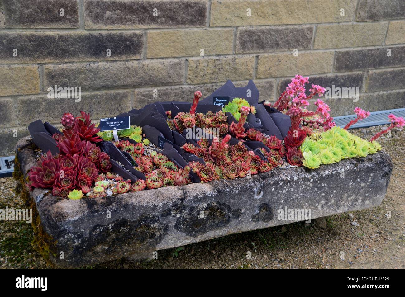 Una selezione di piante alpine in mostra in una piantatrice di pietra di Sink al di fuori della Casa alpina a RHS Garden Harlow Carr, Harrogate, Yorkshire, Inghilterra, Regno Unito. Foto Stock