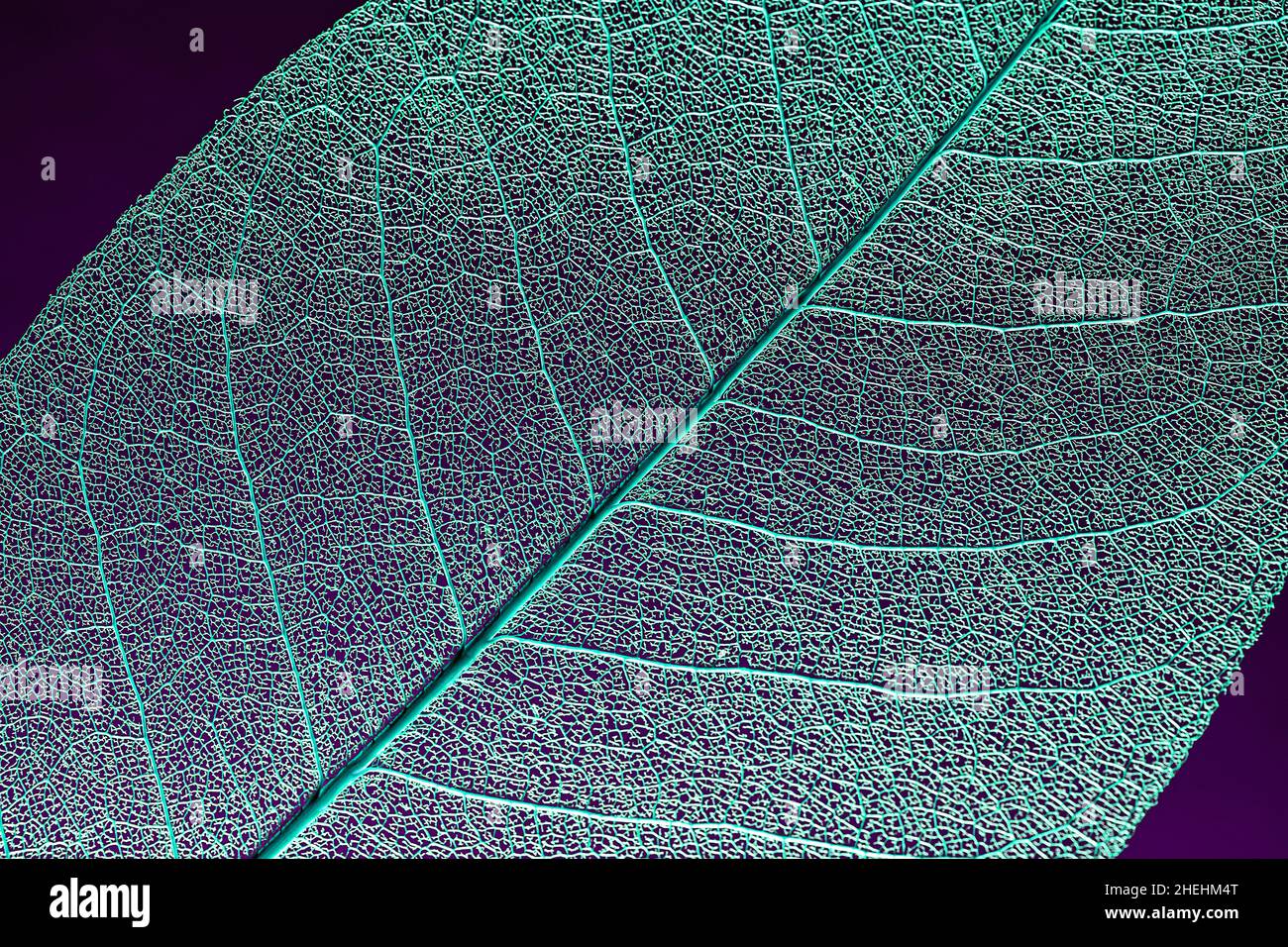 scheletro magnolia modello foglia per testo e design. astratto sfondo colorato Foto Stock