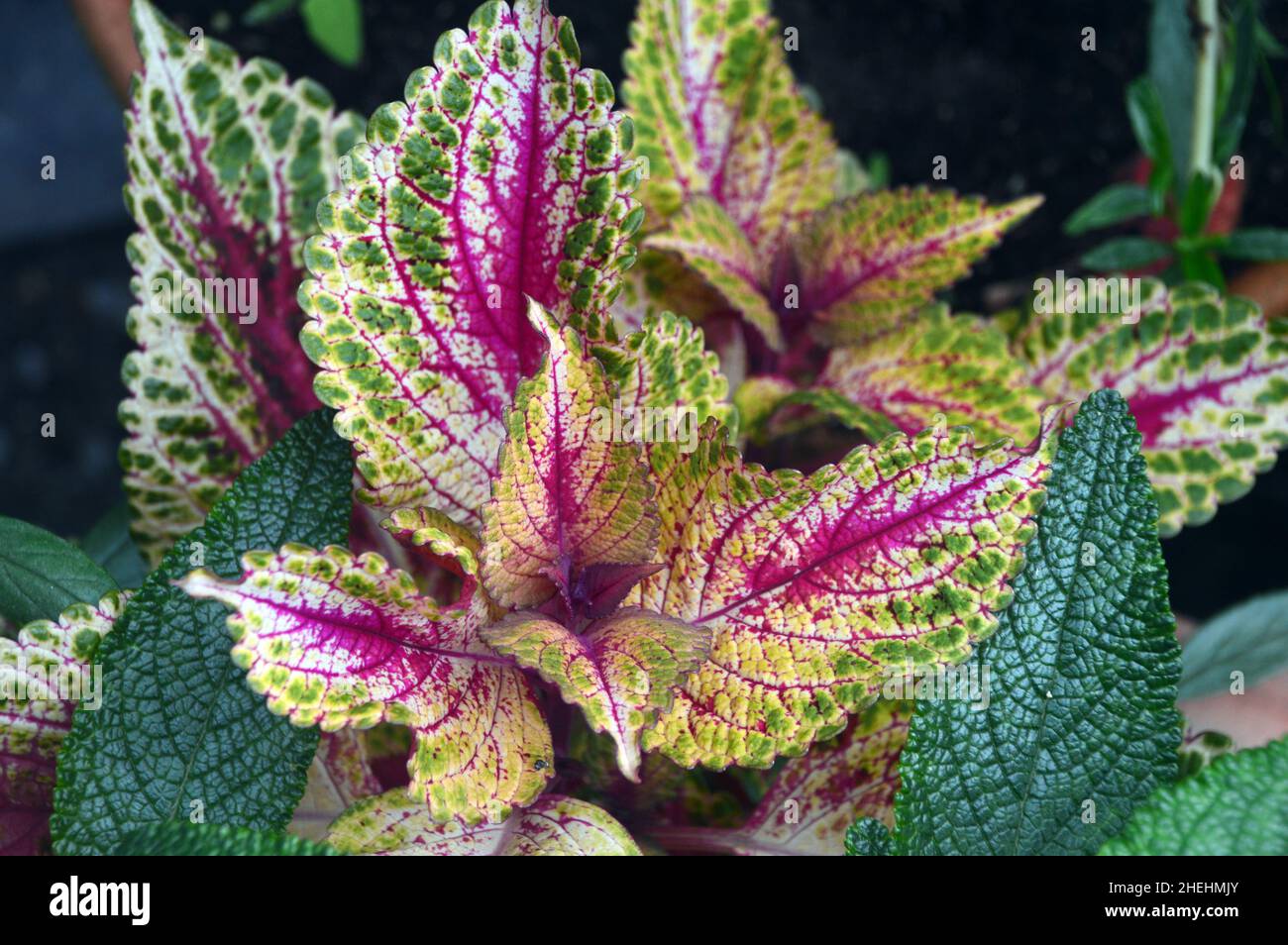Rosa/Verde variegata Coleus Scutellarioides 'Peter's Wonder' lascia nei confini a RHS Garden Harlow Carr, Harrogate, Yorkshire, Inghilterra, Regno Unito. Foto Stock