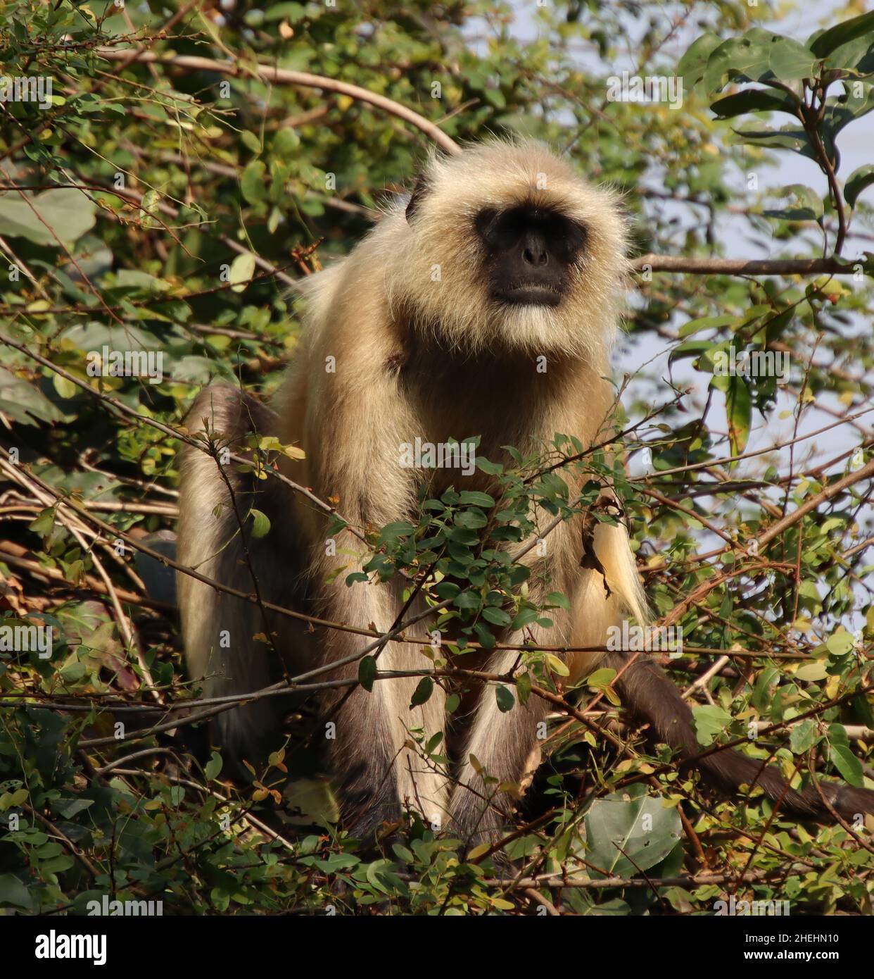 scimmia seduta su un albero e guardando Foto Stock