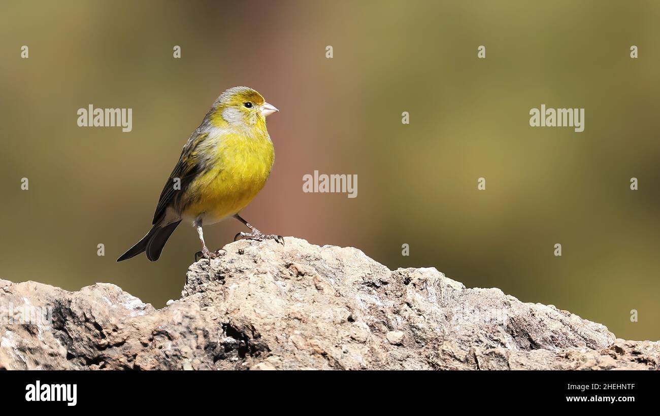 Canarie atlantica su una roccia Foto Stock