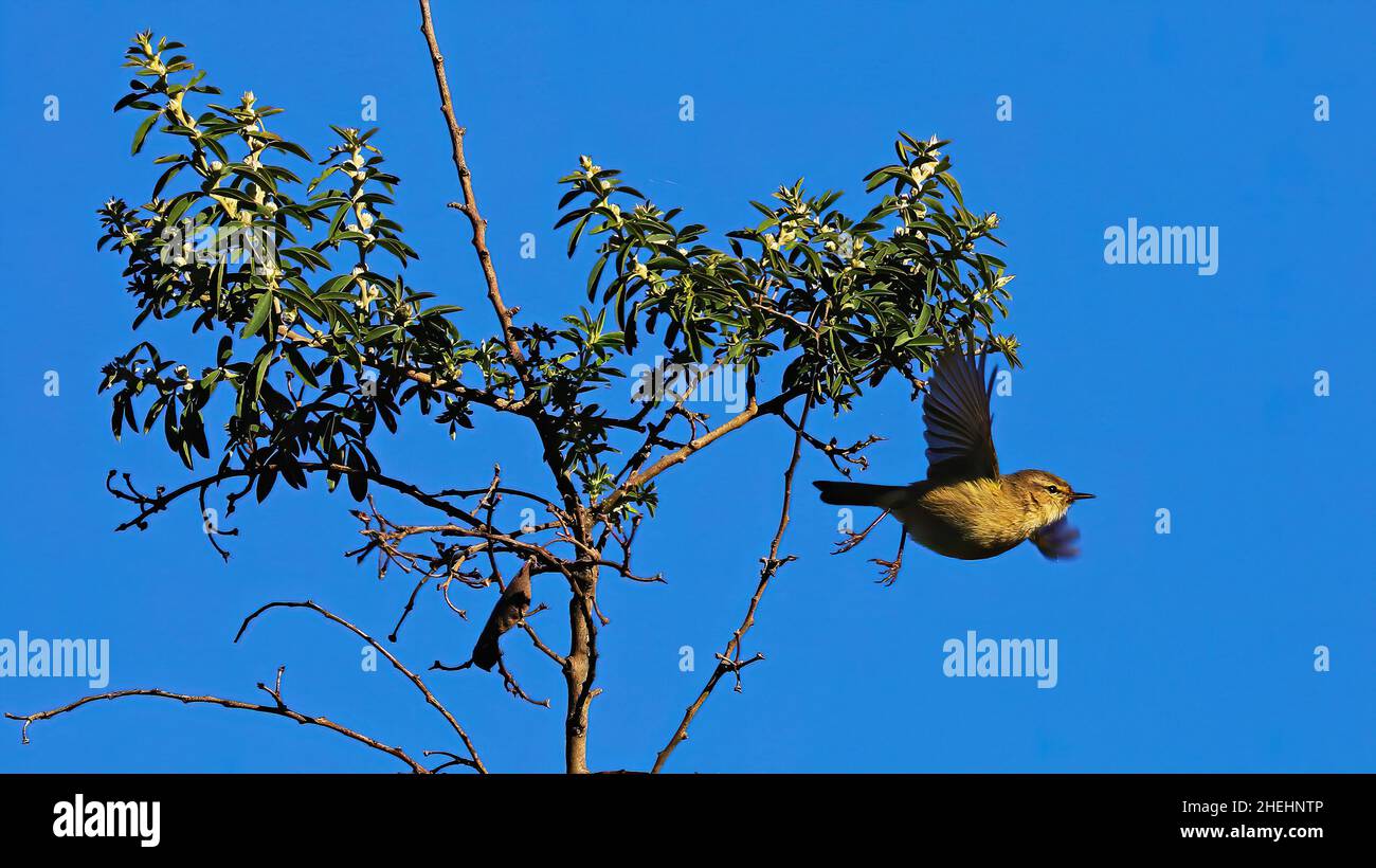 Tenerife Blue Chaffinch arroccato su un ramoscello Foto Stock