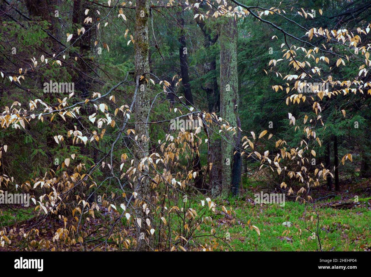 Foresta di latifoglie del nord nelle montagne di Pocono della Pennsylvania, che contiene il faggio americano, l'acero rosso e l'emlock orientale Foto Stock