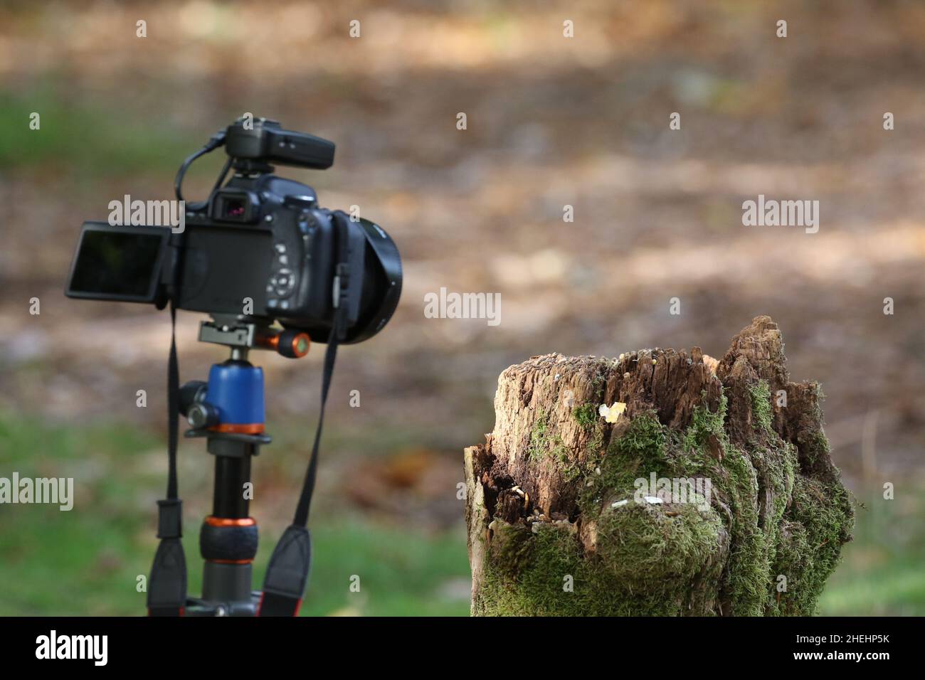 Fotografia della fauna selvatica Foto Stock