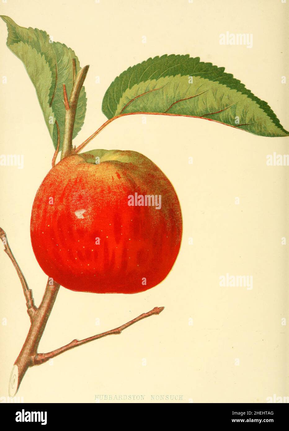 Apfel der Sorte Hubbardston nonsuch, nasce a Hubbardston, Massachusetts, USA nel 1832. Hubbardston Nonsuch ha un alto contenuto di zucchero e un sapore ricco e complesso, Historisch, storico, digitale migliorata la riproduzione di un originale del 19th secolo / digitale restaurierte Reproduktion einer Originalvorlage aus dem 19. Jahrhundert, genaues Originaldatum nicht bekannt, i frutti dell'America, C.M. Hovey, ca 1856 Foto Stock