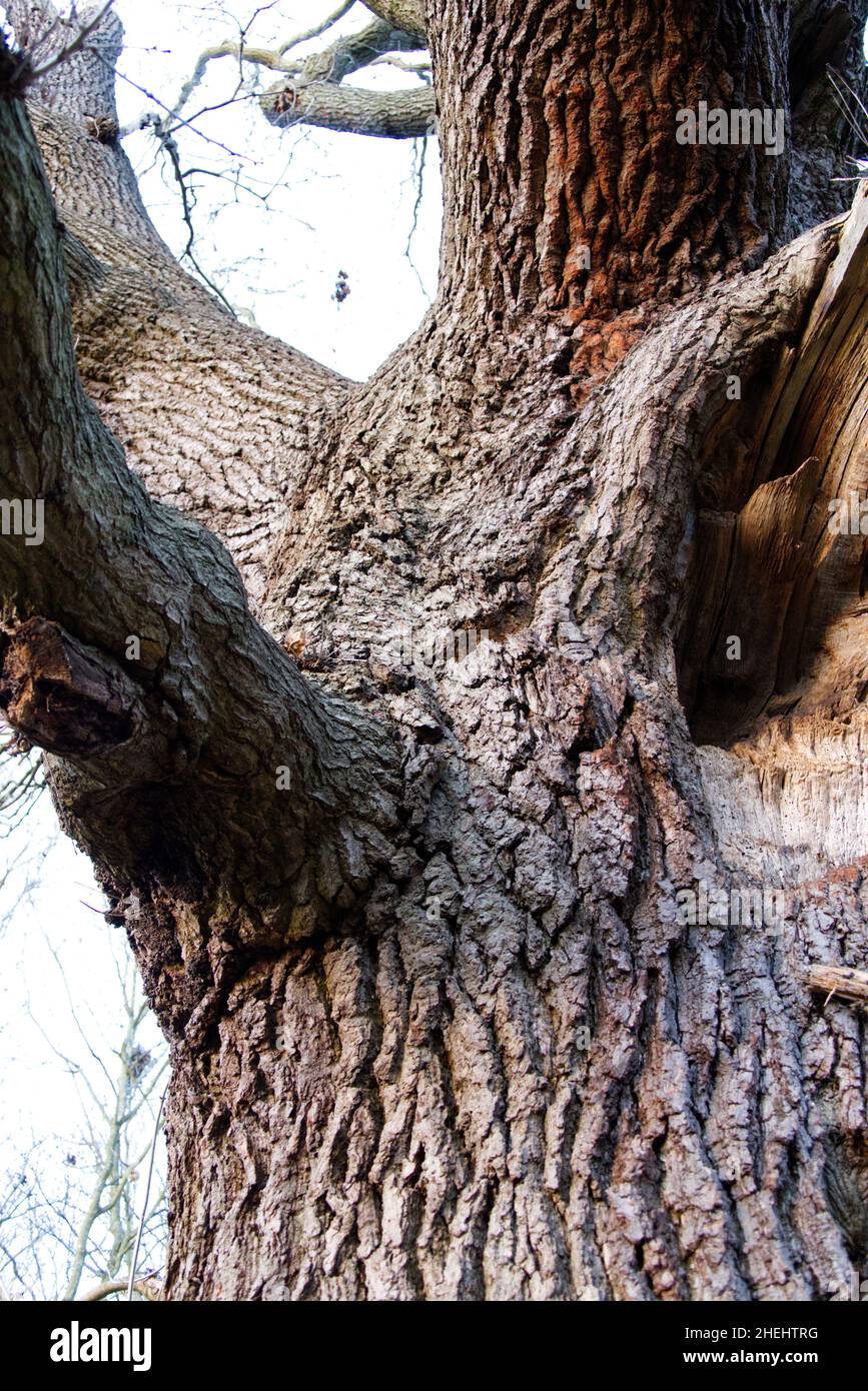 Particolare di un vecchio albero di quercia, stimato a circa 300 anni (con una circonferenza tronco di circa 5 metri). Foto Stock