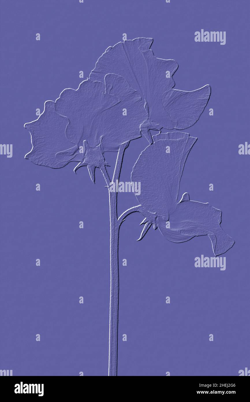 Immagine in rilievo digitale di Peas dolci (Lathyrus Odoratus) Foto Stock