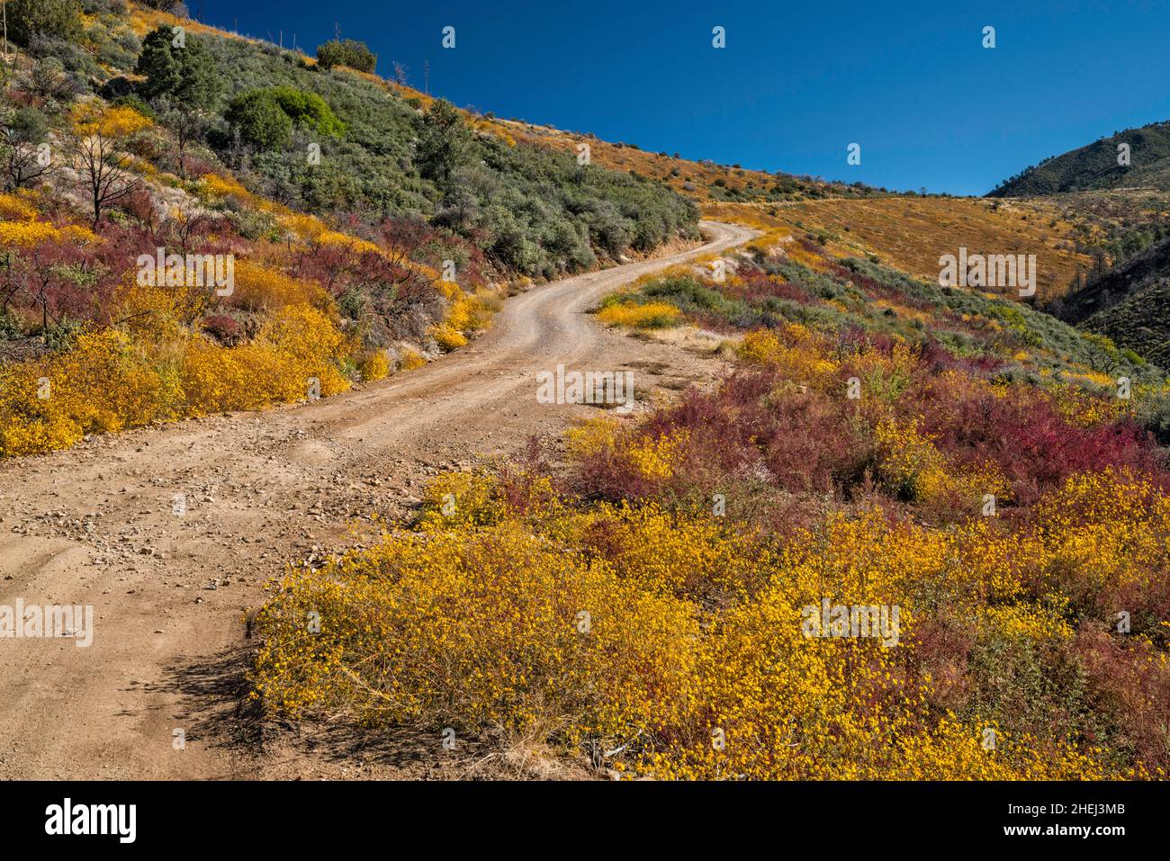 Mount Ord Road (FS 626), brittlebush in fiore, Mazatzal Mountains, Tonto National Forest, Arizona, USA Foto Stock