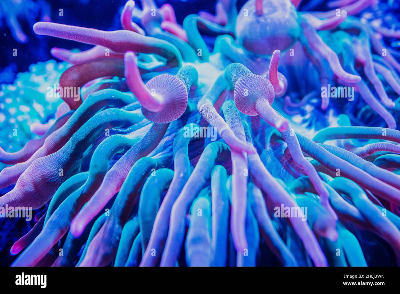 Anemone marino in acquario marino con pesci Nemo Foto Stock